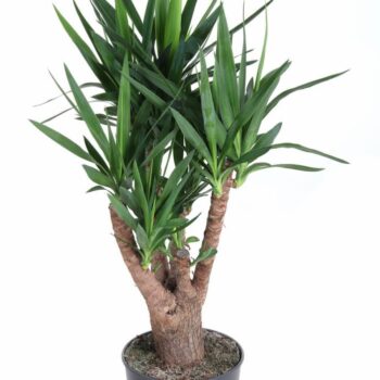 Yucca vertakt 4+-arm P27