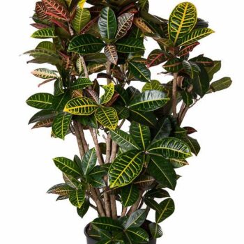 Codiaeum Petra