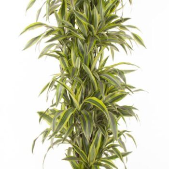 Dracaena Lemon Lime