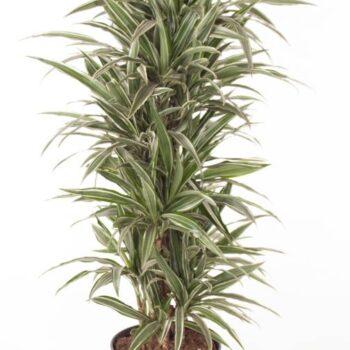 Dracaena Warneckei