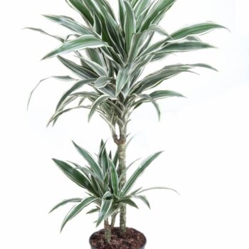Dracaena White Stripe