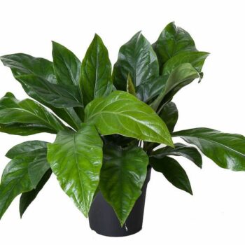 Anthurium Jungle Bush