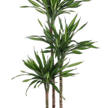 Dracaena Riki