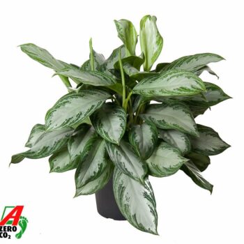 Aglaonema Silver Bay