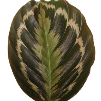 Calathea Medaillon