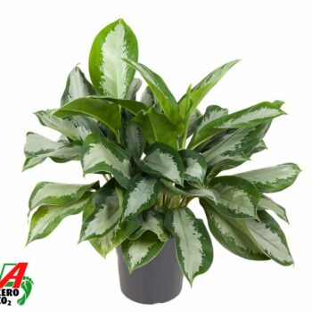 Aglaonema Silver Moon