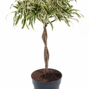 Dracaena Song Of India