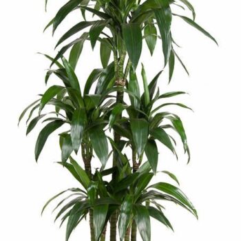 Dracaena Janet Craig