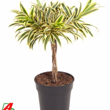 Dracaena Song Of India