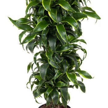 Dracaena Dorado