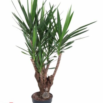 Yucca vertakt 3-arm P31