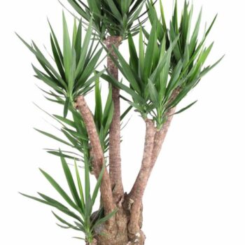 Yucca vertakt 4/5-arm P40