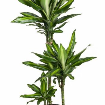 Dracaena Cintho