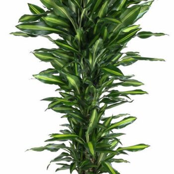 Dracaena Cintho