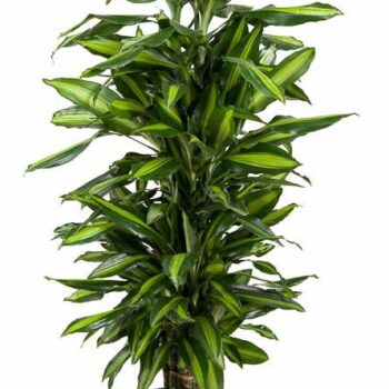 Dracaena Cintho
