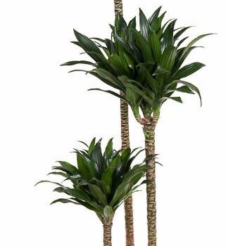 Dracaena Compacta