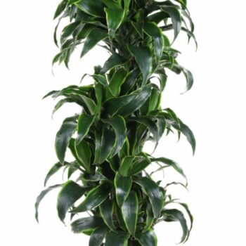 Dracaena Dorado