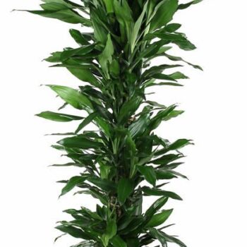Dracaena Janet Lind
