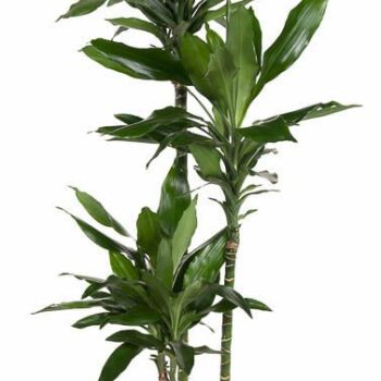 Dracaena Janet Lind