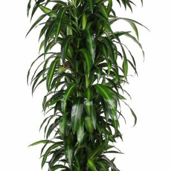 Dracaena Hawaiian Sunshine