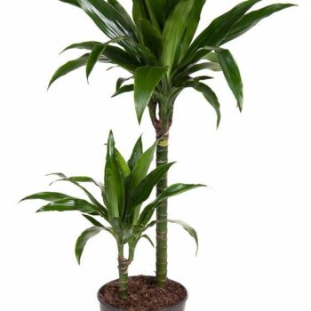 Dracaena Janet Craig