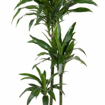 Dracaena Janet Craig