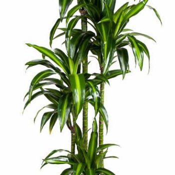 Dracaena Hawaiian