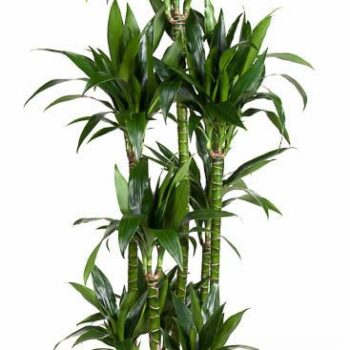 Dracaena Janet Craig