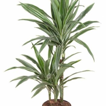 Dracaena Warneckei