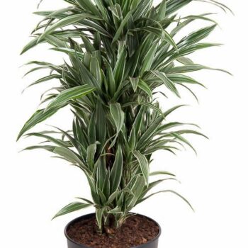 Dracaena Warneckei