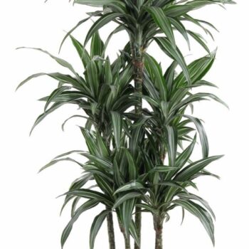 Dracaena Ulises