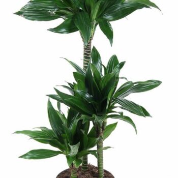 Dracaena Green Jewel