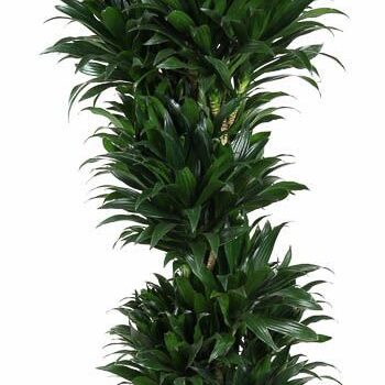 Dracaena Compacta