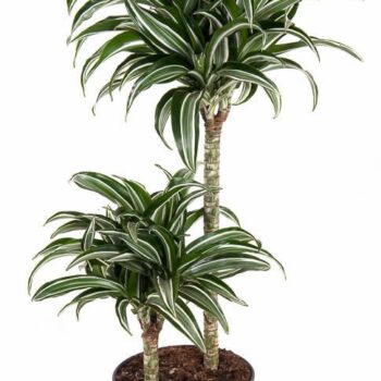 Dracaena Jade Jewel