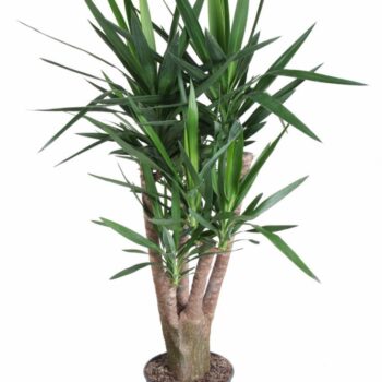 Yucca vertakt 4-arm P31