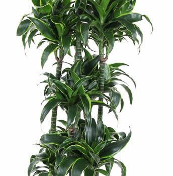 Dracaena Dorado