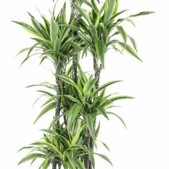 Dracaena Lemon Lime