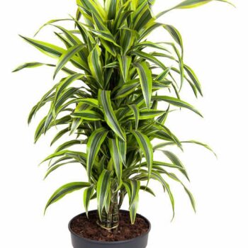 Dracaena Lemon Lime