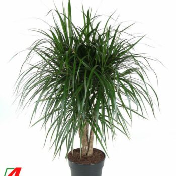Dracaena Marginata