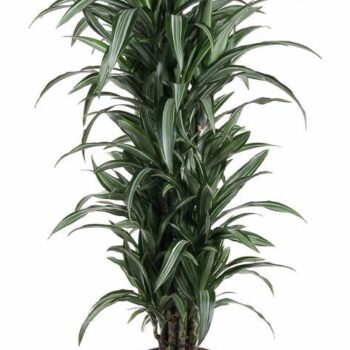 Dracaena Ulises