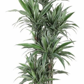 Dracaena Warneckei
