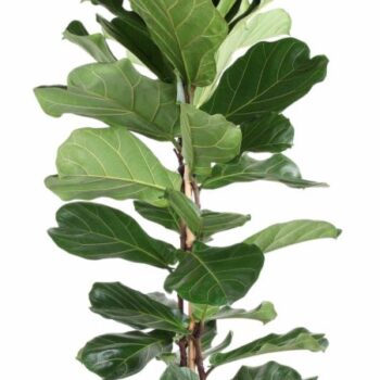 Ficus Lyrata 2PP