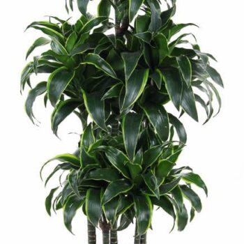Dracaena Dorado