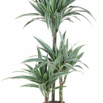 Dracaena Warneckei