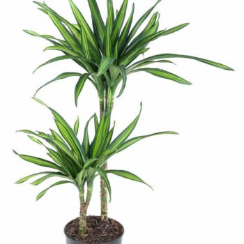Dracaena Riki