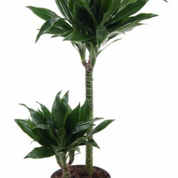 Dracaena Green Jewel