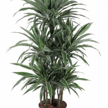 Dracaena Warneckei