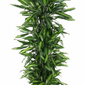 Dracaena Cintho