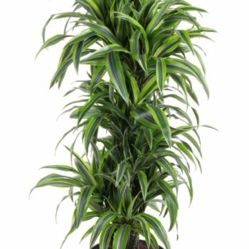 Dracaena Lemon Lime