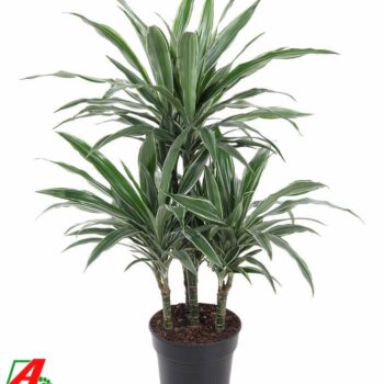 Dracaena Warneckei